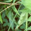 Ambrosia trifida, leaves