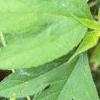 Ambrosia trifida, leaves