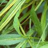 Ambrosia trifida, leaves