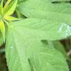 Ambrosia trifida, leaves