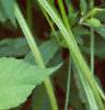 Ambrosia trifida, leaves