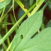 Ambrosia trifida, leaves