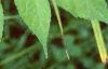 Ambrosia trifida, leaves