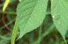 Ambrosia trifida, leaves