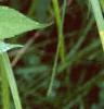 Ambrosia trifida, leaves