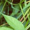 Ambrosia trifida, leaves