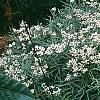 Anaphalis margaritacea, habit