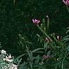 Anaphalis margaritacea, habit