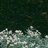Anaphalis margaritacea, habit