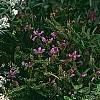 Anaphalis margaritacea, habit