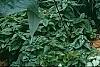 Anaphalis margaritacea, habit