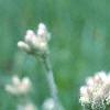 Antennaria neglecta, flowers
