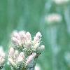Antennaria neglecta, flowers
