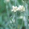 Antennaria neglecta, flowers