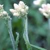 Antennaria neglecta, flowers