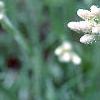 Antennaria neglecta, flowers