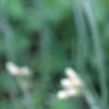 Antennaria neglecta, flowers