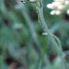 Antennaria neglecta, flowers