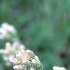 Antennaria neglecta, flowers