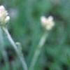 Antennaria neglecta, flowers