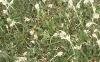 Antennaria plantaginifolia, habit