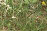 Antennaria plantaginifolia, habit