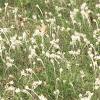 Antennaria plantaginifolia, habit