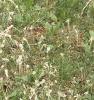 Antennaria plantaginifolia, habit