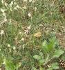 Antennaria plantaginifolia, habit