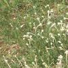 Antennaria plantaginifolia, habit