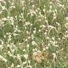 Antennaria plantaginifolia, habit