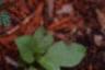 Cota tinctoria, habit