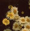 Cota tinctoria 'Sauce Hollandaise', flowers