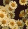 Cota tinctoria 'Sauce Hollandaise', flowers