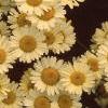 Cota tinctoria 'Sauce Hollandaise', flowers