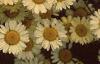 Cota tinctoria 'Sauce Hollandaise', flowers