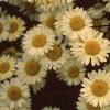 Cota tinctoria 'Sauce Hollandaise', flowers