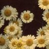 Cota tinctoria 'Sauce Hollandaise', flowers