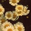 Cota tinctoria 'Sauce Hollandaise', flowers