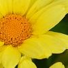 Argyranthemum frutescens 'Butterfly', flowers