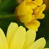 Argyranthemum frutescens 'Butterfly', flowers
