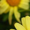 Argyranthemum frutescens 'Butterfly', flowers