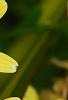 Argyranthemum frutescens 'Butterfly', flowers