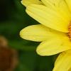 Argyranthemum frutescens 'Butterfly', flowers