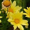 Argyranthemum frutescens 'Butterfly', flowers