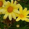 Argyranthemum frutescens 'Butterfly', flowers