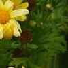 Argyranthemum frutescens 'Butterfly', flowers