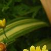 Argyranthemum frutescens 'Butterfly', flowers