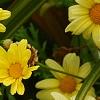 Argyranthemum frutescens 'Butterfly', flowers