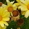 Argyranthemum frutescens 'Butterfly', flowers